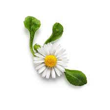 Attēlu rezultāti vaicājumam “Bellis perennis flower”