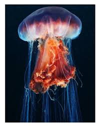 Image result for Cyanea capillata