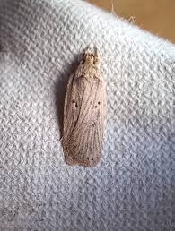 Attēlu rezultāti vaicājumam “Semioscopis avellanella imago”