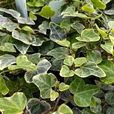 Attēlu rezultāti vaicājumam “Hedera helix”