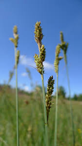 Attēlu rezultāti vaicājumam “Carex hartmanii”