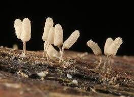 Attēlu rezultāti vaicājumam “Arcyria affinis spores”