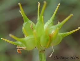 Attēlu rezultāti vaicājumam “Ranunculus cassubicus bud”