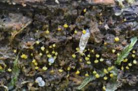 Attēlu rezultāti vaicājumam “Physarum viride var. incanum macro”