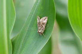 Attēlu rezultāti vaicājumam “Autographa gamma”