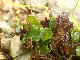 Attēlu rezultāti vaicājumam “Aneura pinguis”