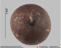 Attēlu rezultāti vaicājumam “Sinapis alba fruit”