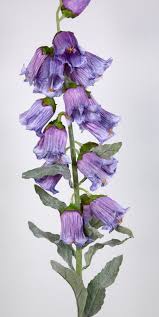 Image result for Glockenblumen