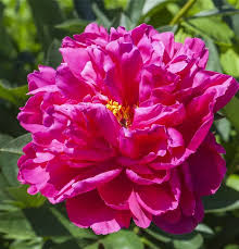 Image result for Pfingstrose