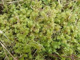 Attēlu rezultāti vaicājumam “Rhytidiadelphus subpinnatus”