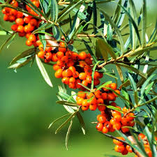 Attēlu rezultāti vaicājumam “Hippophae rhamnoides fruit”