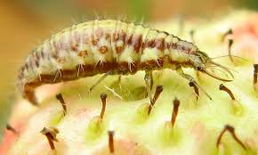 Attēlu rezultāti vaicājumam “Cystiphora sanguinea larva”