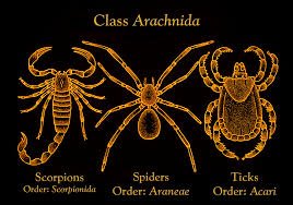 Attēlu rezultāti vaicājumam “Arachnida”