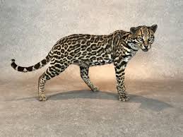 Image result for оцелот