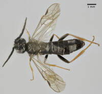 Attēlu rezultāti vaicājumam “Allantus cinctus”