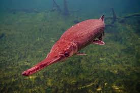 Image result for Lepisosteus osseus