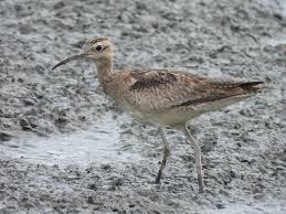 Image result for Numenius minutus
