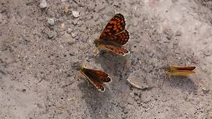 Attēlu rezultāti vaicājumam “Mellicta athalia underside”