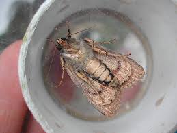 Attēlu rezultāti vaicājumam “Amphipyra pyramidea”