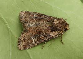 Attēlu rezultāti vaicājumam “Apamea epomidion”