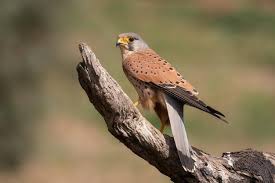 Attēlu rezultāti vaicājumam “Falco tinnunculus”