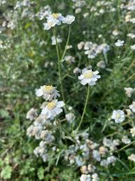 Attēlu rezultāti vaicājumam “Achillea ptarmica leaf”