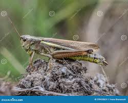 Attēlu rezultāti vaicājumam “Stethophyma grossum”