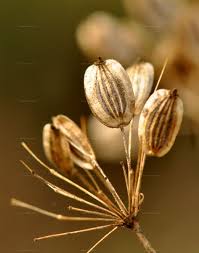 Attēlu rezultāti vaicājumam “Peucedanum palustre fruit”