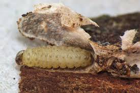 Attēlu rezultāti vaicājumam “Pammene rhediella”