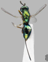 Attēlu rezultāti vaicājumam “Torymidae”