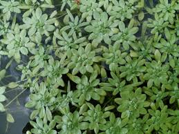 Attēlu rezultāti vaicājumam “Callitriche cophocarpa leaf”