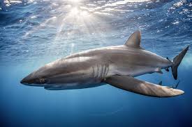 Image result for Carcharhinus falciformis