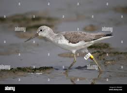 Attēlu rezultāti vaicājumam “Tringa nebularia adult”