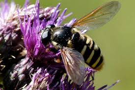 Attēlu rezultāti vaicājumam “Sericomyia silentis”