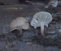 Attēlu rezultāti vaicājumam “Postia floriformis”