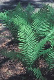 Attēlu rezultāti vaicājumam “Matteuccia struthiopteris”