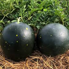 Attēlu rezultāti vaicājumam “Citrullus lanatus”