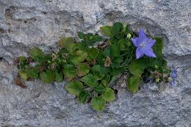 Image result for Campanula isophylla