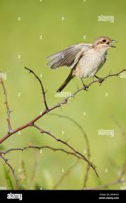Attēlu rezultāti vaicājumam “Lanius collurio female”