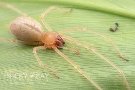 Attēlu rezultāti vaicājumam “Miturgidae”