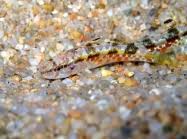 Image result for Mullus surmuletus