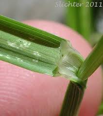Attēlu rezultāti vaicājumam “Glyceria striata leaf”