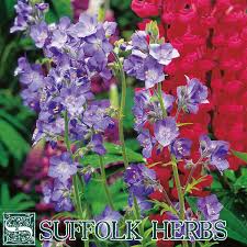 Image result for Polemonium coeruleum