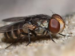 Attēlu rezultāti vaicājumam “Sarcophagidae”