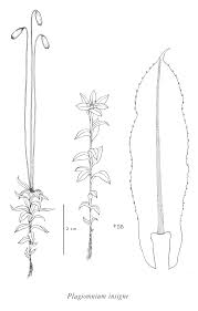 Attēlu rezultāti vaicājumam “Plagiomnium cuspidatum sporophyte”