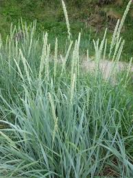 Attēlu rezultāti vaicājumam “Leymus arenarius”