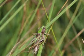 Attēlu rezultāti vaicājumam “Metrioptera brachyptera”