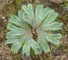 Attēlu rezultāti vaicājumam “Riccia rhenana”