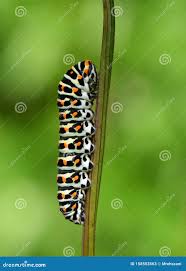 Attēlu rezultāti vaicājumam “Papilio machaon larva”