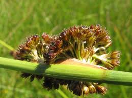 Attēlu rezultāti vaicājumam “Juncus conglomeratus”